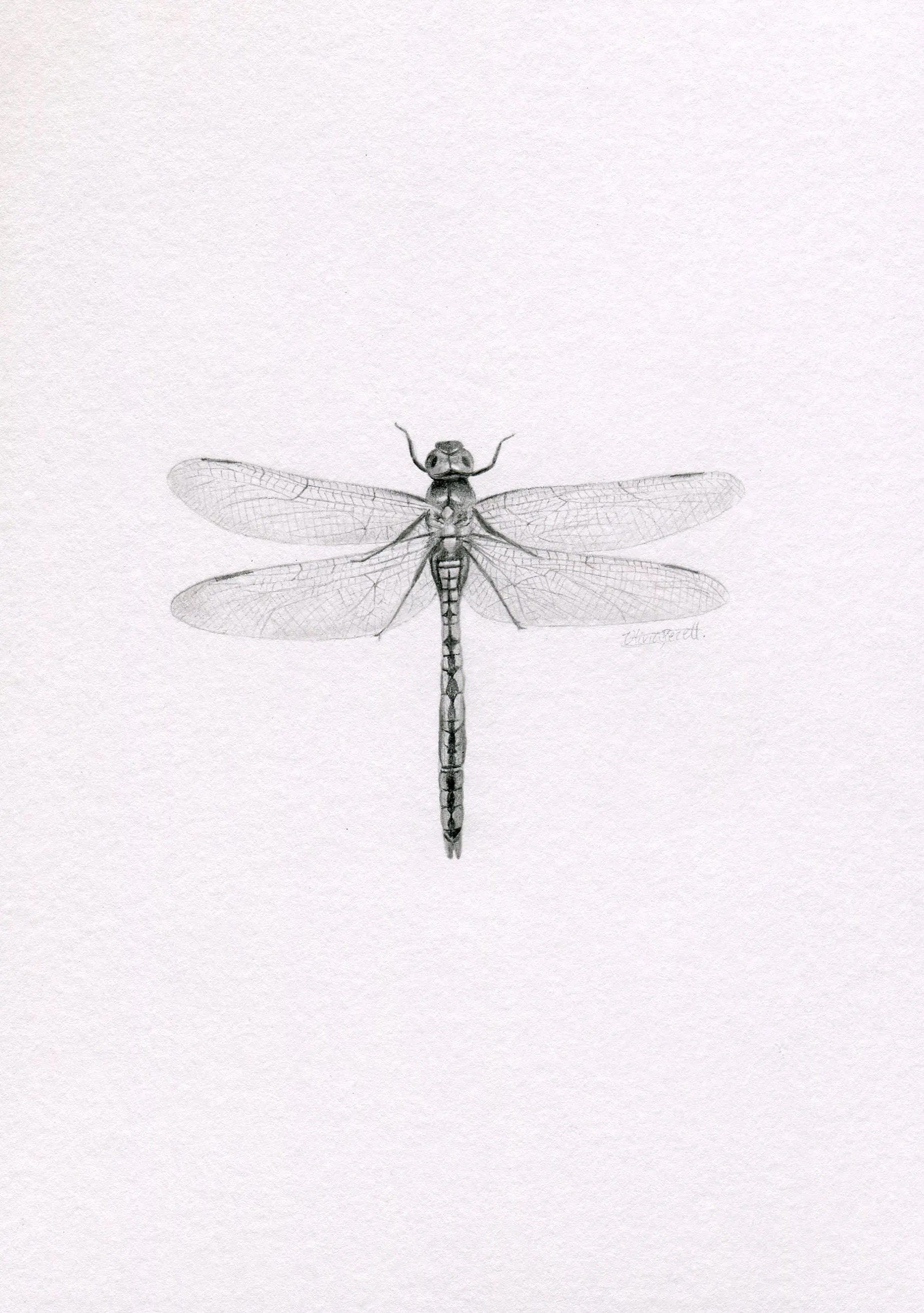 Mini one-off original 'Dragonfly'